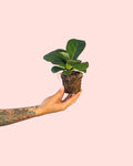 Ficus Lyrata Mini