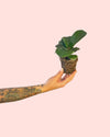 Ficus Lyrata Mini - Pur Plant