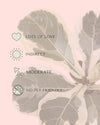 ficus-lyrata-variegado-m-care