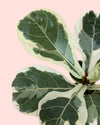 ficus-lyrata-variegado-m-detail