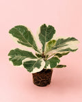 Ficus Lyrata Variegado M