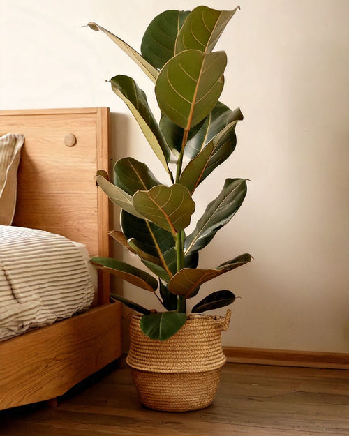 Ficus Lyrata XL - Pur Plant