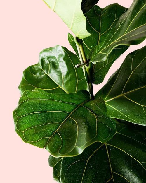 Ficus Lyrata XL - Pur Plant