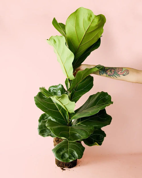 Ficus Lyrata XL - Pur Plant