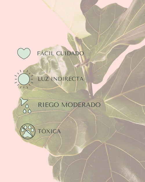 Ficus Lyrata XL - Pur Plant