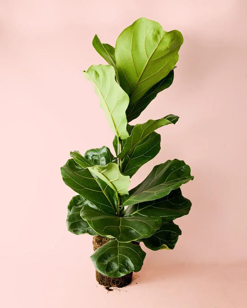 Ficus Lyrata XL - Pur Plant