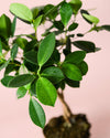 Ficus Maya M - Pur Plant