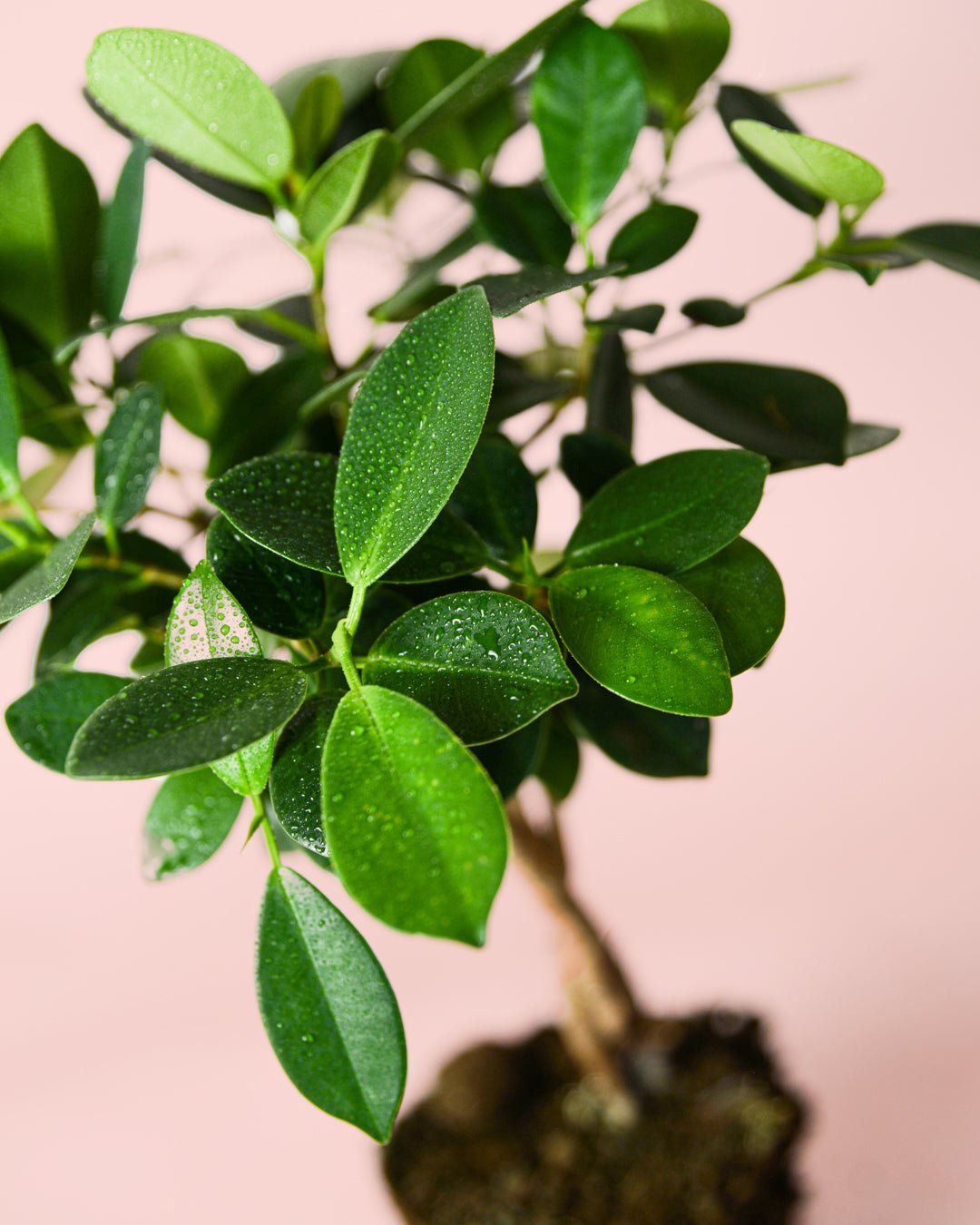 Ficus Maya M - Pur Plant