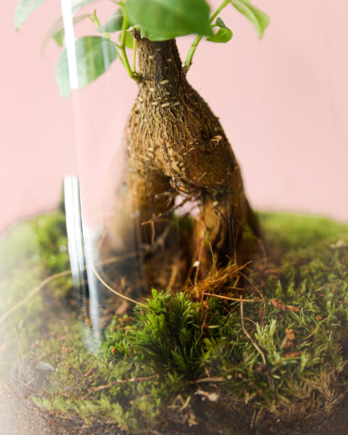 Ficus Microcarpa Mini - Pur Plant