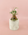 Ficus Microcarpa Mini - Pur Plant