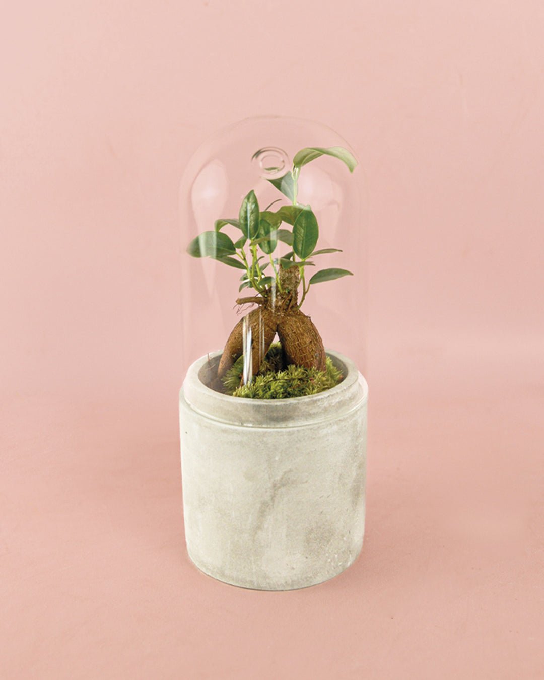 Ficus Microcarpa Mini - Pur Plant