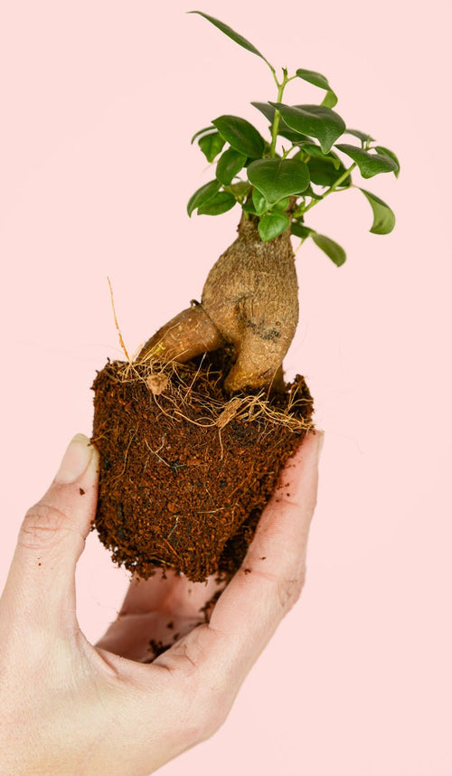 Ficus Microcarpa Mini - Pur Plant