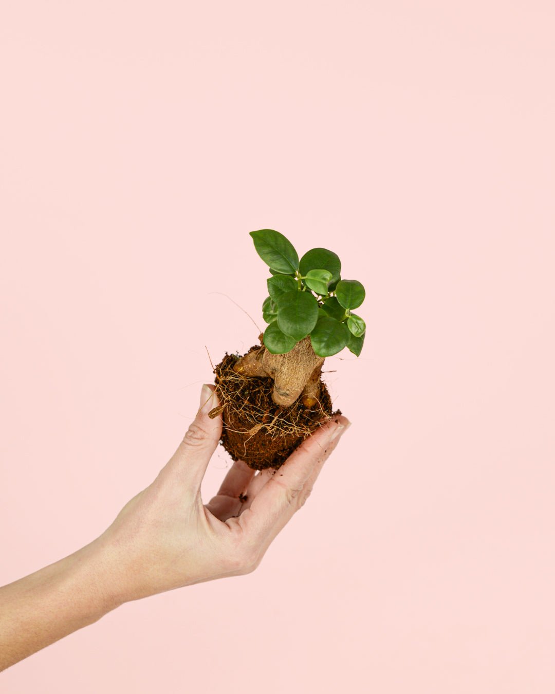 Ficus Microcarpa Mini - Pur Plant