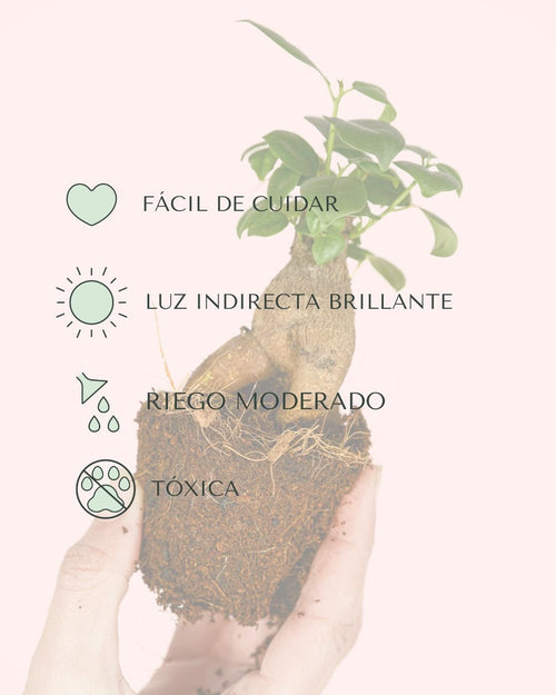 Ficus Microcarpa Mini - Pur Plant