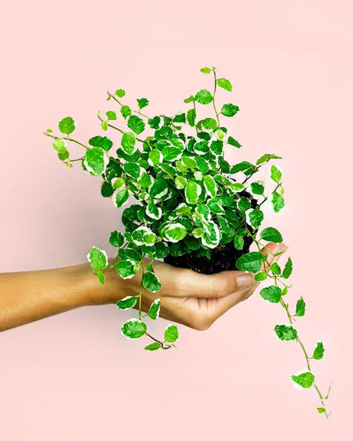 Ficus Pumila White Mini - Pur Plant