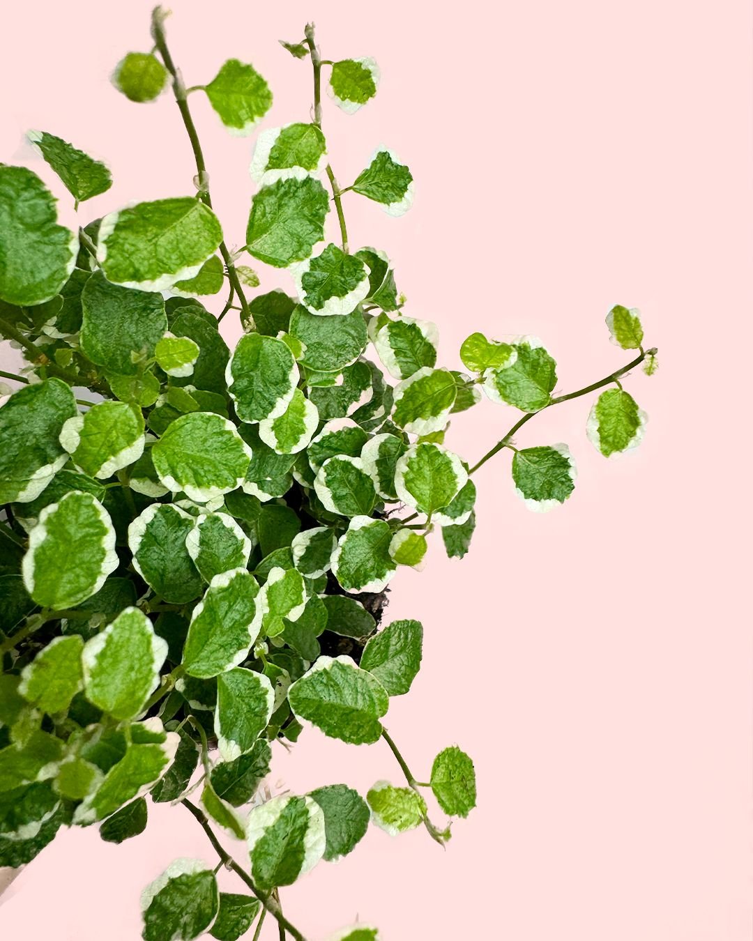 Detalle de las hojas pequeñas del Ficus Pumila White, trepadora de interior — Pur Plant