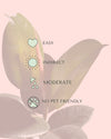 ficus-robusta-m-care