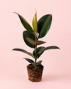 ficus-robusta-m