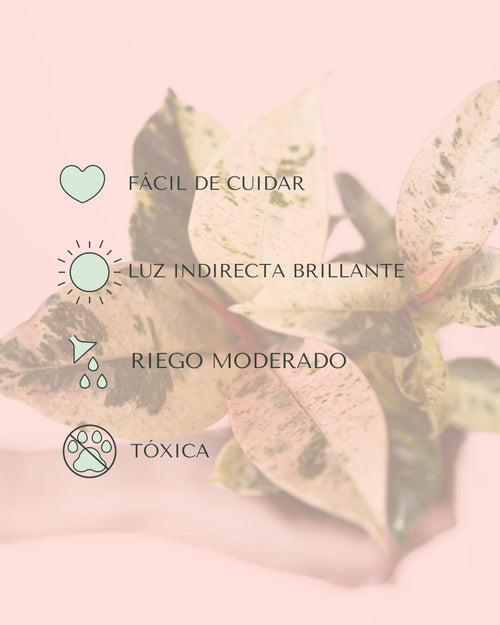 Ficus Shivereana Variegata Mini - Pur Plant