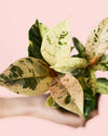 Ficus Shivereana Variegata Mini - Pur Plant