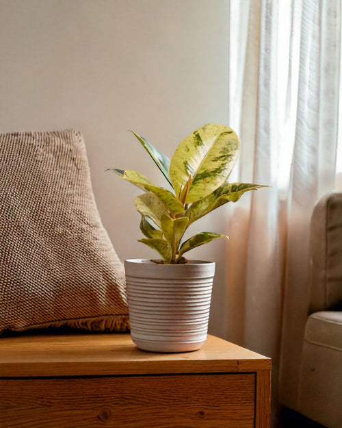 Ficus Shivereana Variegata Mini - Pur Plant
