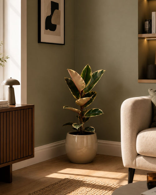 Ficus Tineke L - Pur Plant