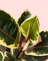 Ficus Tineke L - Pur Plant