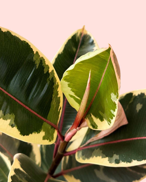 Ficus Tineke L - Pur Plant