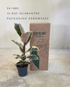 Ficus Tineke L - Pur Plant