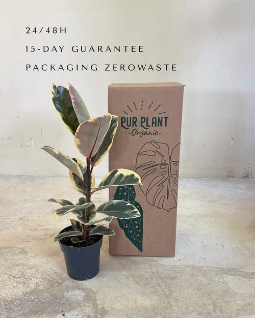 Ficus Tineke L - Pur Plant