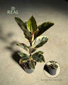 Ficus Tineke L - Pur Plant