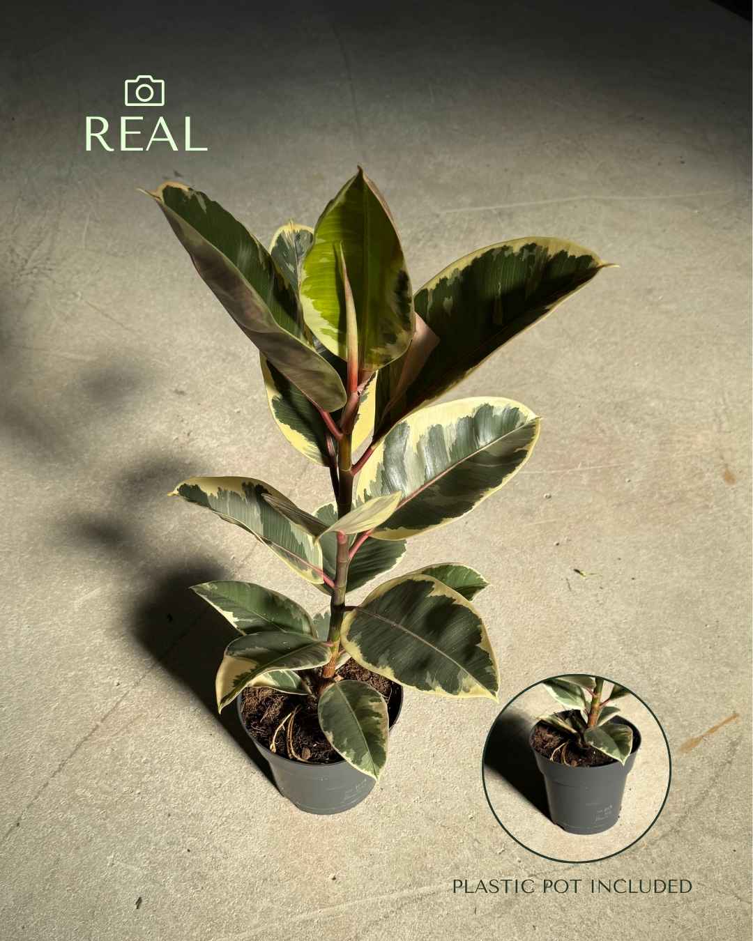 Ficus Tineke L - Pur Plant