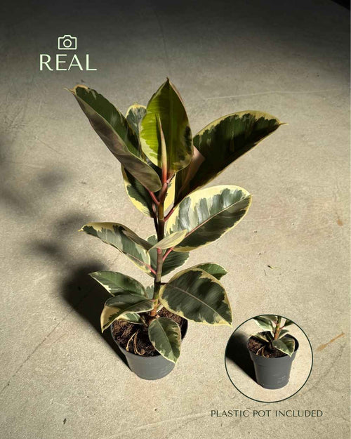 Ficus Tineke L - Pur Plant