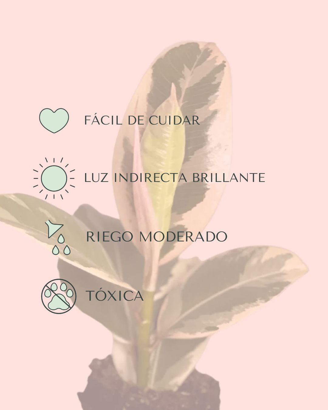 ficustinekemini-cuidados