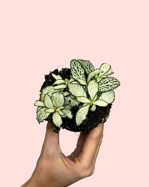 Fittonia Blanca Mini - Pur Plant