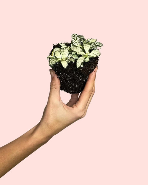Fittonia Blanca Mini - Pur Plant
