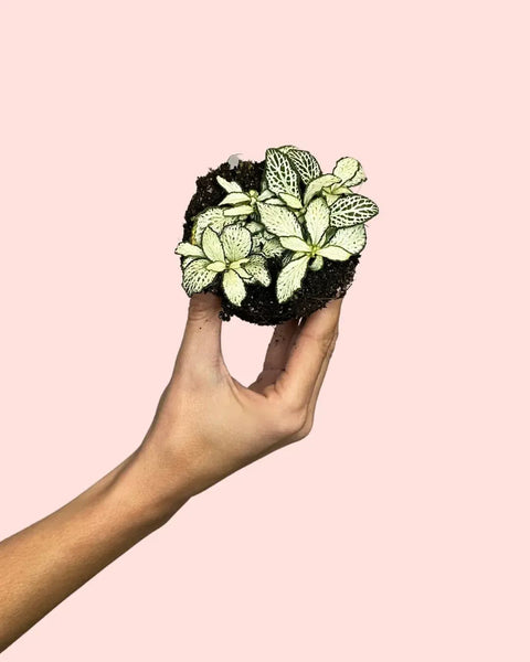 Fittonia Blanca Mini