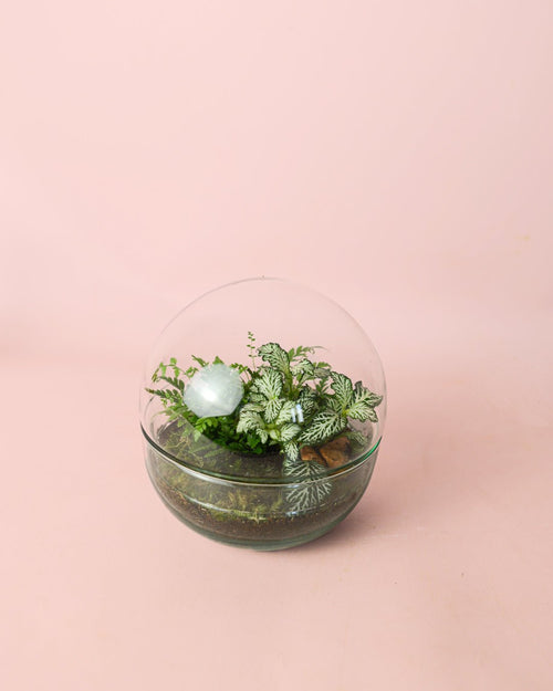Fittonia Blanca Mini - Pur Plant
