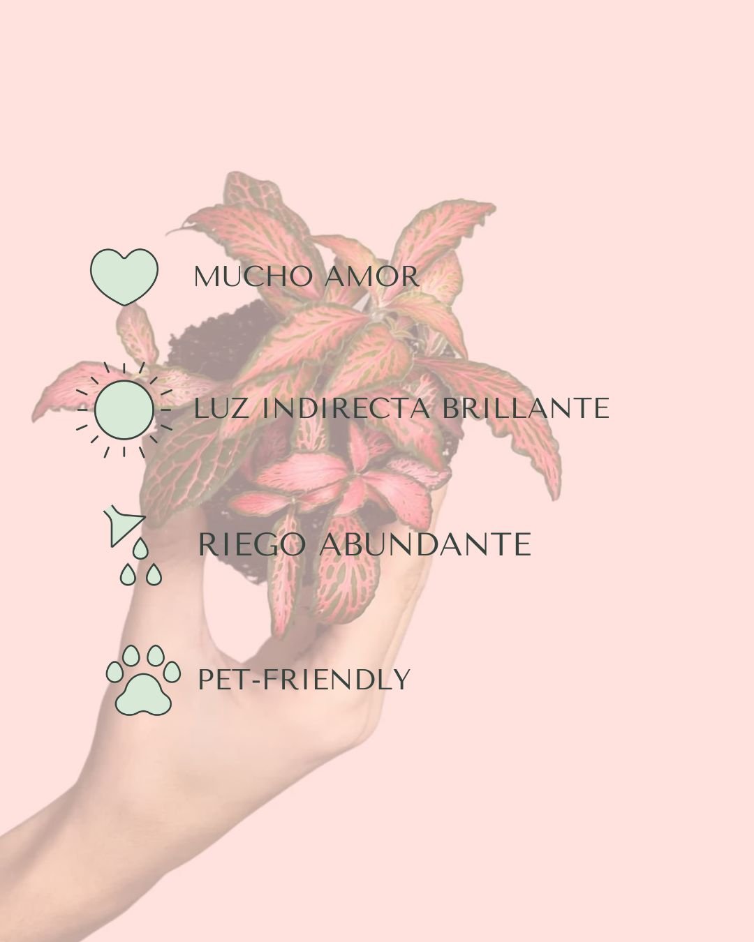 Fittonia Dark Pink Mini - Pur Plant