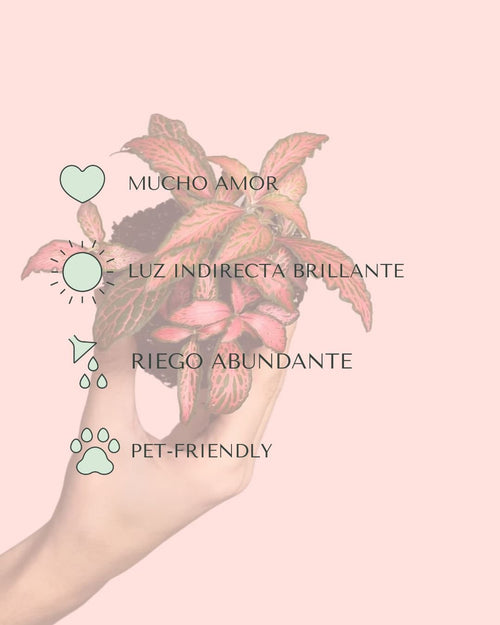 Fittonia Dark Pink Mini - Pur Plant
