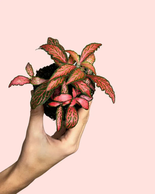 Fittonia Dark Pink Mini - Pur Plant
