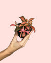Fittonia Dark Pink Mini - Pur Plant