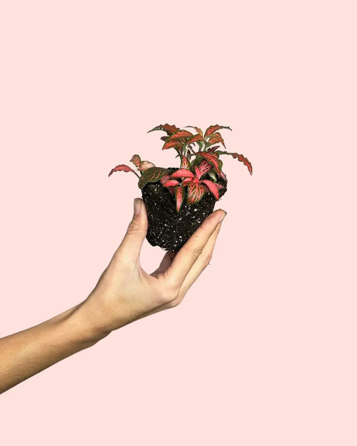 Fittonia Dark Pink Mini - Pur Plant