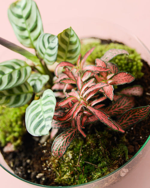 Fittonia Dark Pink Mini - Pur Plant