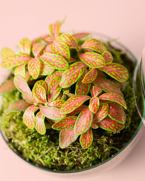 Fittonia Fusion Mini - Pur Plant