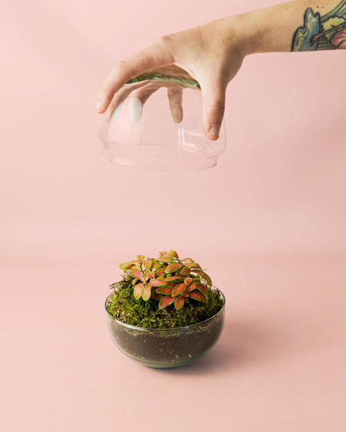 Fittonia Fusion Mini - Pur Plant