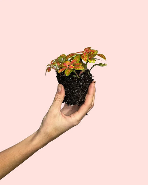 Fittonia Fusion Mini - Pur Plant