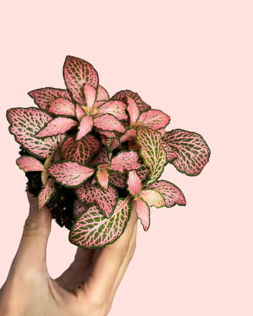 Fittonia Pink Mini - Pur Plant