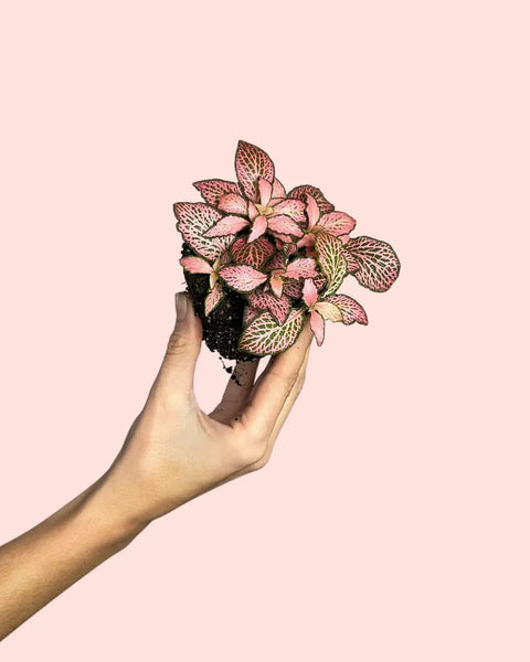 Fittonia Pink Mini