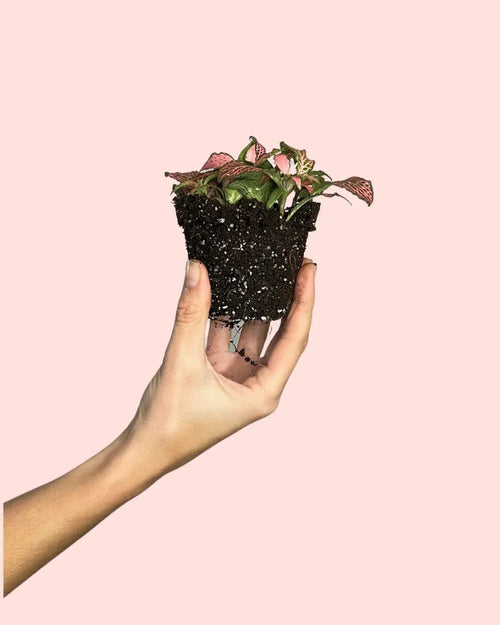 Fittonia Pink Mini - Pur Plant